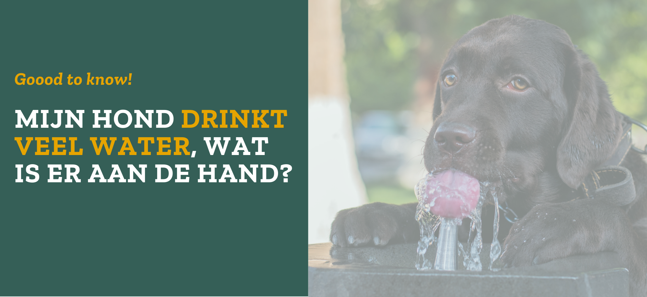 Mijn hond drinkt veel water