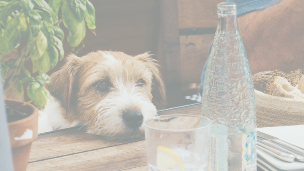 Mijn hond drinkt veel water, wat is er aan de hand? Goood Petfood